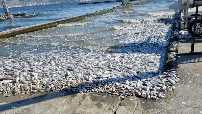 İzmir Körfezi’nde Su Kalitesini Artıracak Önemli Gelişmeler