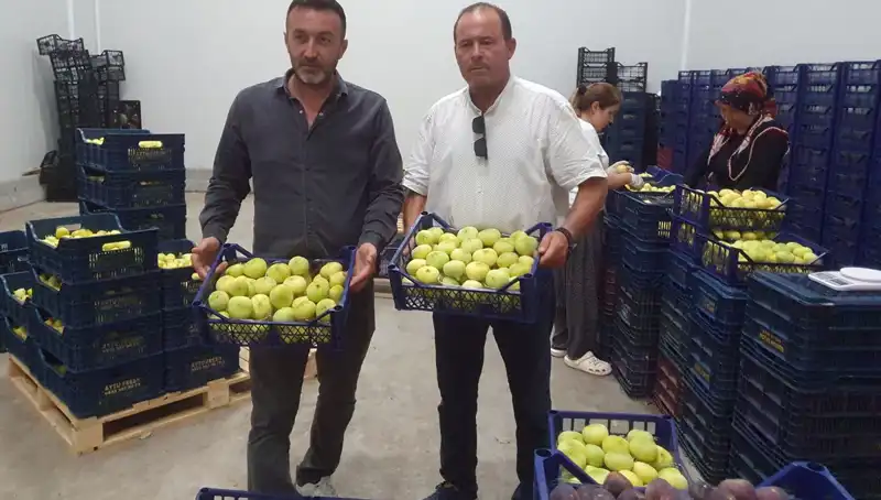 Mersin'de Çiftçilerin Umut Işığı: Domates İhracatında Rekor Artış