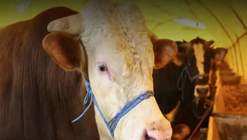 Akika Kurbanı Nedir? Gelenekleri ve Kesim Zamanı Hakkında Bilgiler