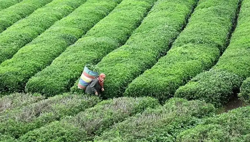 Bayramda ÇAYKUR'dan Yaş Çay Alımı: Üreticilere Destek Devam Ediyor