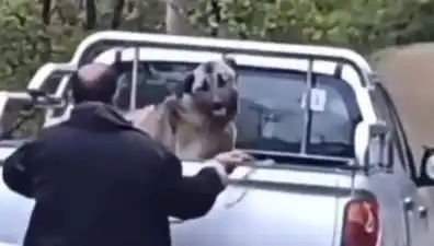 Trabzon'da Köpeği Halatla Döven Şahıs Gözaltına Alındı: Caniliğin Son Noktası!