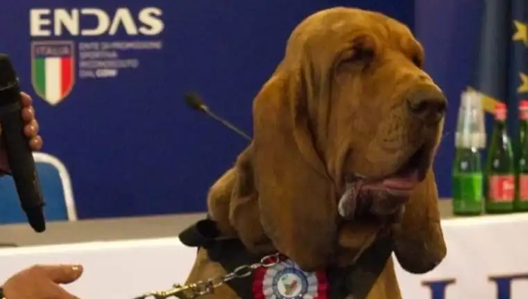 Arama Köpeğine Suikast: Çivili Sosisle Yapılan Şok Saldırı