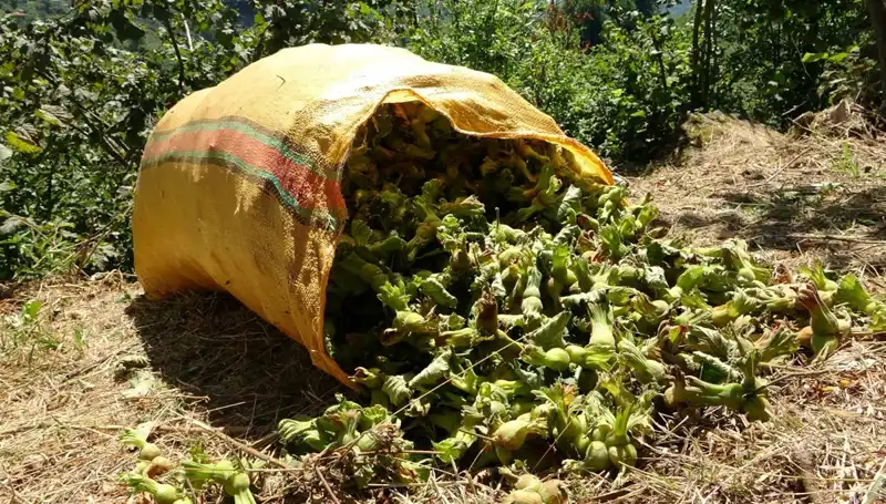 Giresun'da Fındık Hasadı Başladı: Üreticiler Mutlu, Beklentiler Yüksek