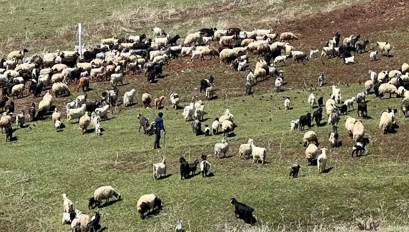 Çoban Krizi Büyüyor: 70 Bin Lira Maaşı Beğenmeyen Çobanlar Neden İsyanda?