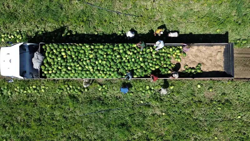 Bafra Ovası'nda 94 Bin 500 Ton Karpuz Rekoltesi: Tarımda Yeni Bir Dönem Başlıyor