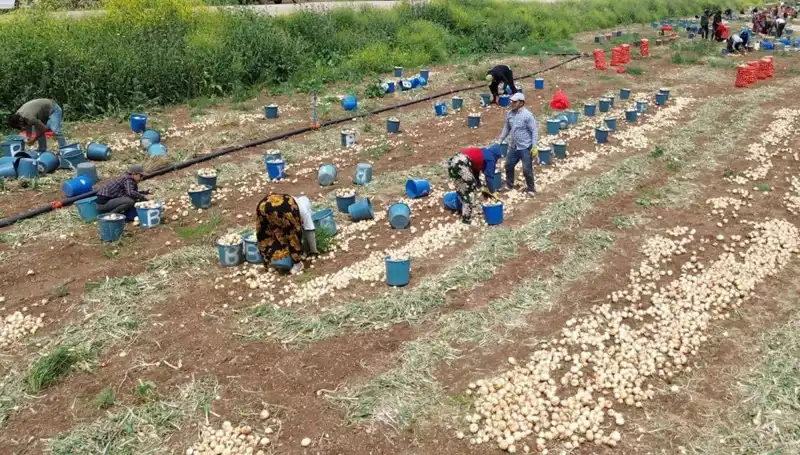2023 Soğan Hasadı Başladı: Fiyatlar Düşüşe Geçti, Alım Fırsatlarını Kaçırmayın!