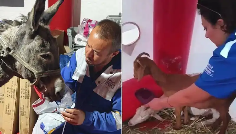 Yangından Zarar Gören Eşeğe Oksijen Maskesi ile Hayat Verildi!
