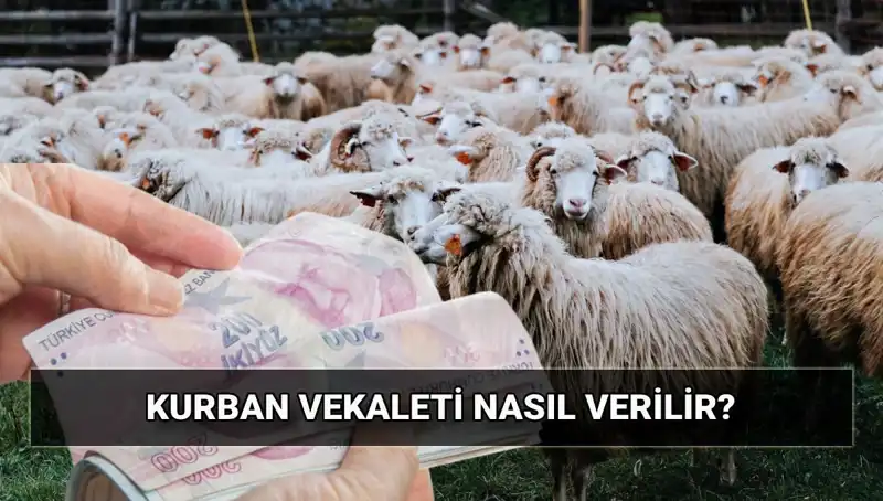 Vekaletle Kurban Kesimi: 2025 Yılı İçin Diyanet Tarifeleri ve Süreci