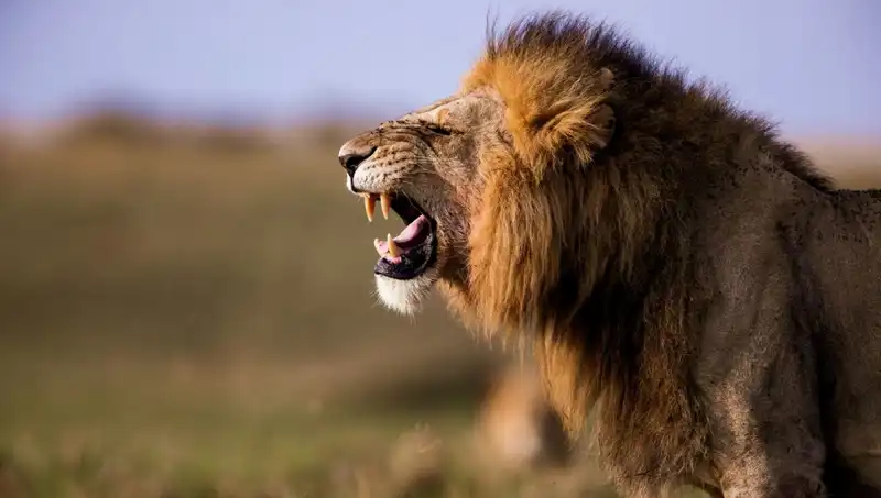 14 Yaşındaki Kızın Aslan Saldırısında Hayatını Kaybetmesi Üzüntüyle Karşılandı