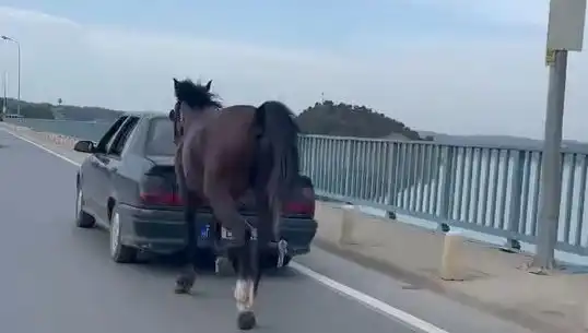 Adana'da Ahlaka Aykırı Eylemlere Tutuklama: Ata Eziyet Olayı Gündemde