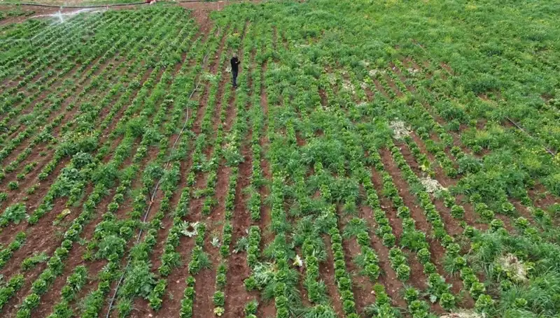 Marul Hasadı Kuraklıkla Tehdit Altında: Çiftçiler Ne Yapacak?