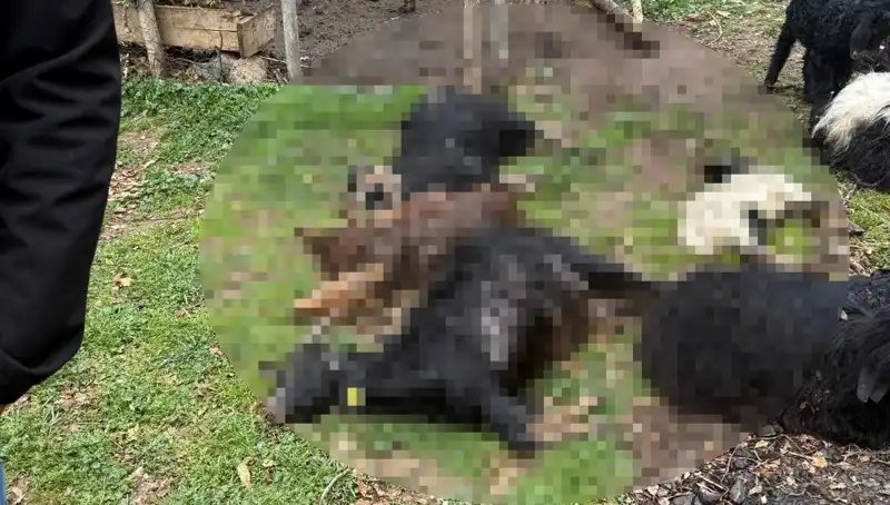 Sahipsiz Köpeklerin İnanılmaz Saldırısı: 18 Keçi Hayatını Kaybetti!