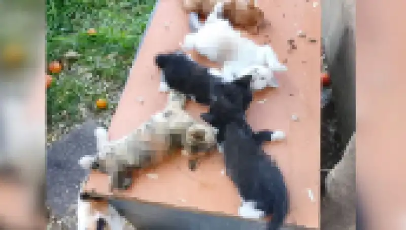 Bursa'da Yavru Kedi Katliamı: Sekiz Masum Hayvan Kesici Aletle Öldürüldü