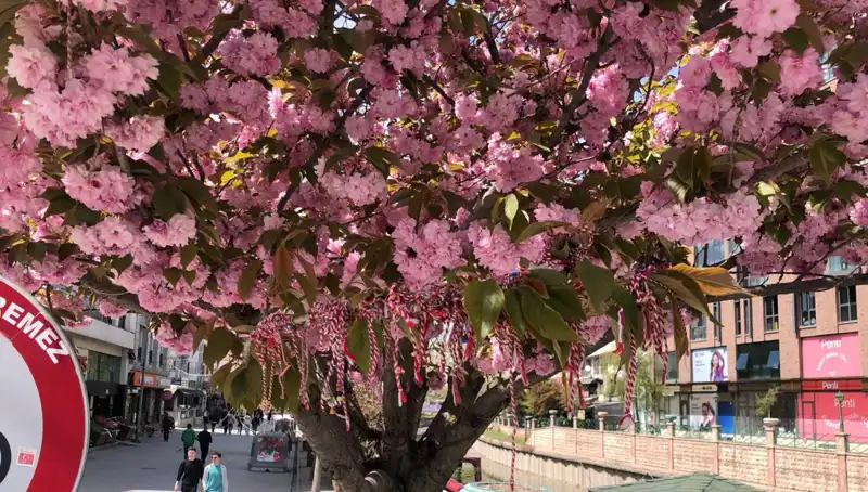 Süs Erik Ağaçları için Martenitsa Geleneği Yeniden Canlanıyor