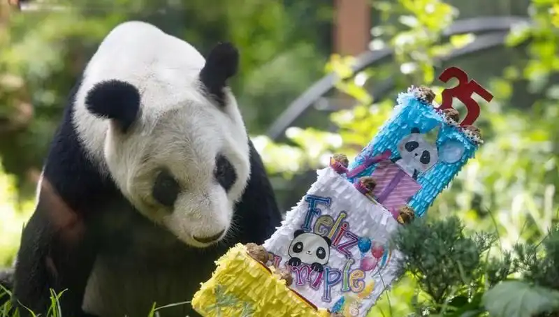 Dev Panda Xin Xin, 35. Yaşını Kutladı: Kutlamalar ve Anılar