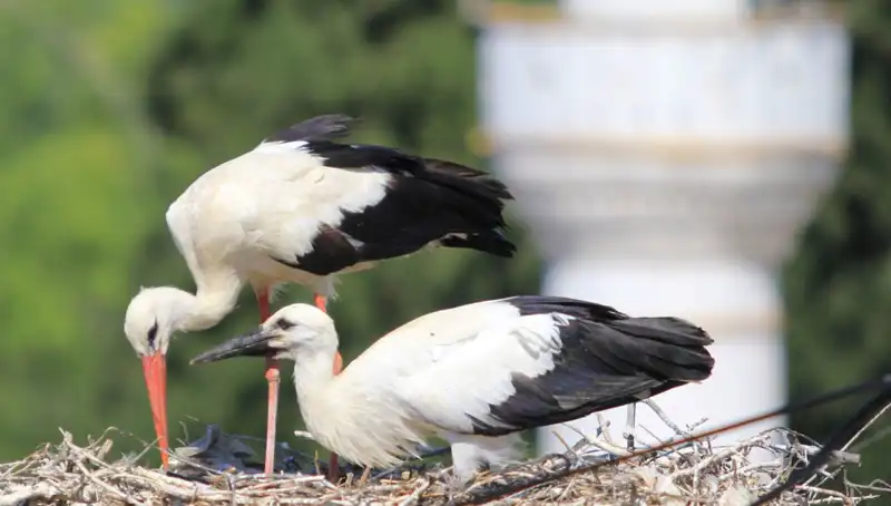 Yaren Leyleği Kıskandıracak: Leylek Köyü'nde 8 Kat Fazla Yuva Bulundu