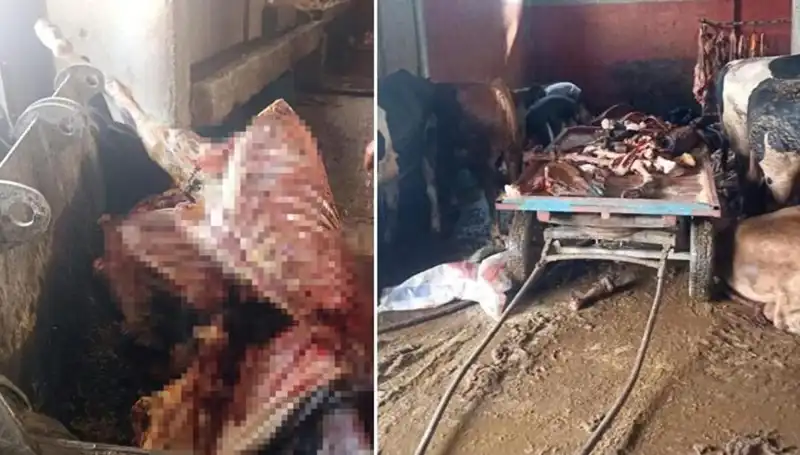 Adana’da Şok Gelişme: 2,5 Ton At Eti ve 4 Canlı At Kurtarıldı!