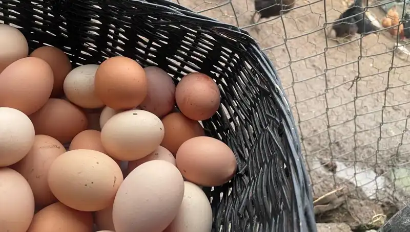 Okulların Açılmasıyla Ucuz Protein Fırsatı: Mayıs Çukuru Nasıl Aşılır?