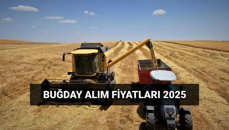TMO 2025 Buğday Alım Fiyatları Açıklandı! Hububat Alım Tarihleri Nedir?