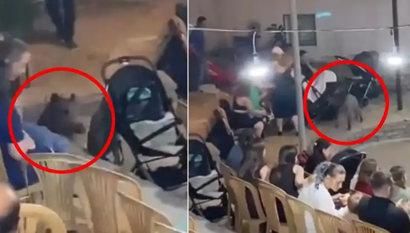 Düğün Töreninde Yaban Domuzu Sürprizi: Konuklar Şaşkın!