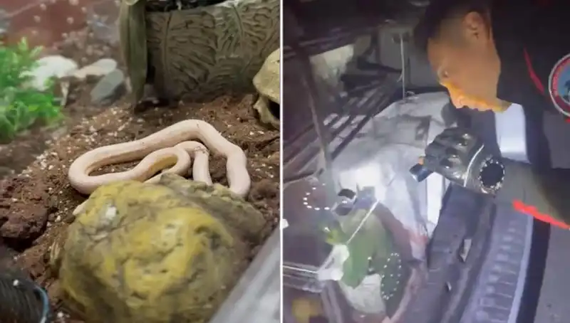 Devriye Ekipleri Şaşkına Döndü: Aracın Arka Koltuğundan Çıkan Zehirli Yılanlar!