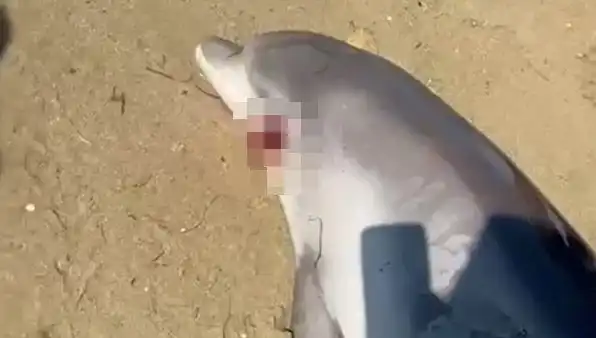Yalova'da Sıra Dışı Olay: Kıyıya Vuran Ölü Yunusun Gizemi