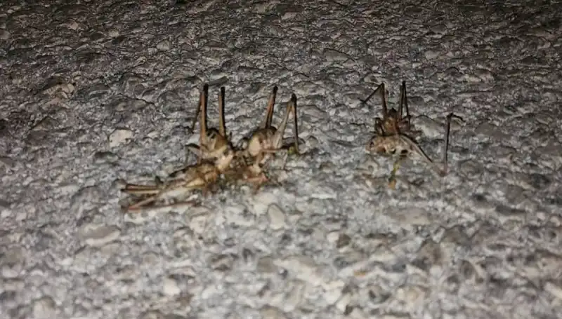 Yüzlerce Çekirge Şehri İstila Etti: Panik Yayıldı!