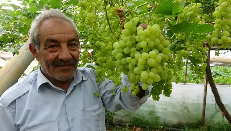 Zirai Don Olayı Meyve Fiyatlarını Yükseltti: 250 TL'den Başlayan Alım Fiyatları