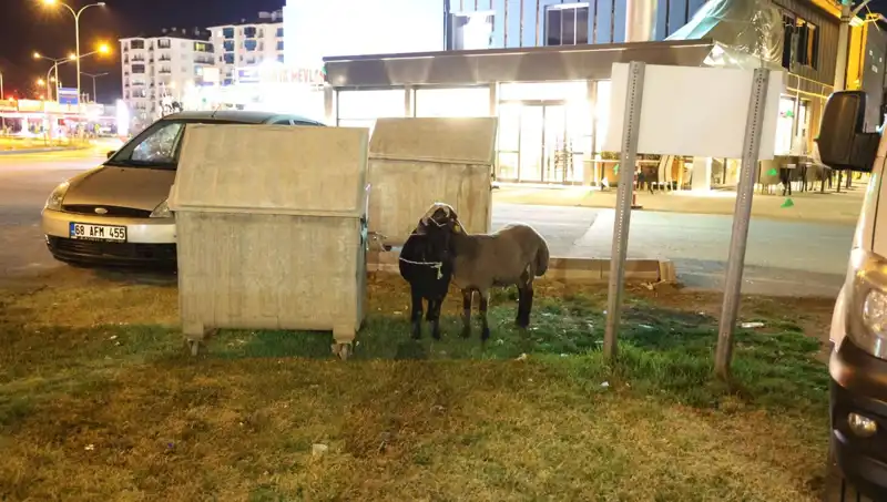 Yola Düşen Mor Karaman Koyunları: Doğanın İhmal Edilen Mirası