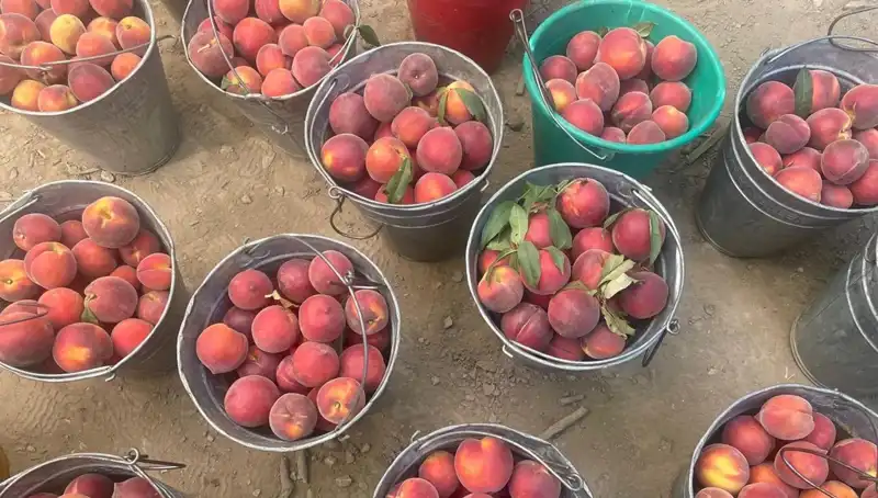 2023 Hasat Sezonu: Çiftçiler Kilogramda 100 Lira Kazanıyor!