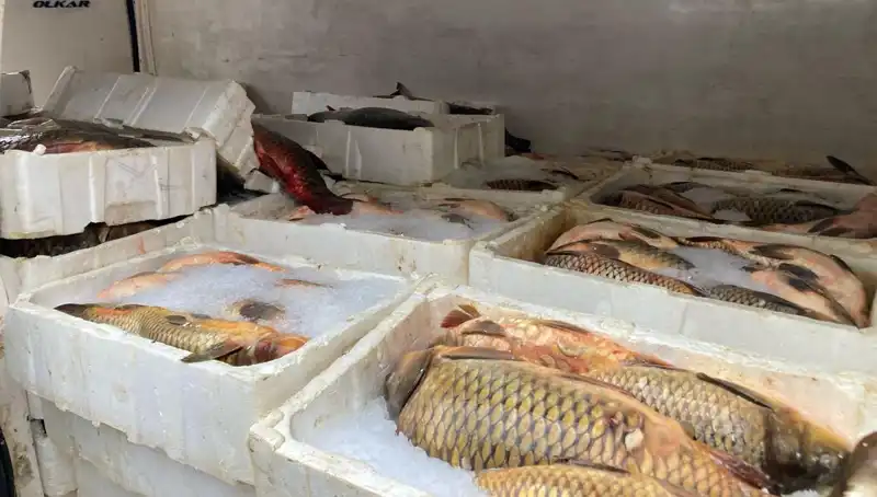 Kaçak Balık Avına Çıkanlara Ağır Cezalar: Binlerce Lira Trafik Ceza Biliyor