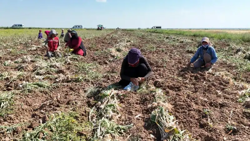Rusya, Almanya ve İspanya’nın Antibiyotiği: Hasat Süreci Tüm Hızıyla Başladı