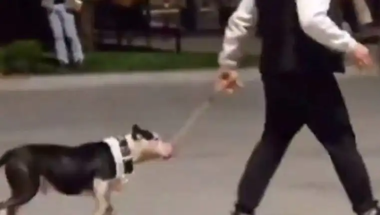 Ağızlıksız Pitbull'un Saldırısı: Sahibine Para Cezası Geldi