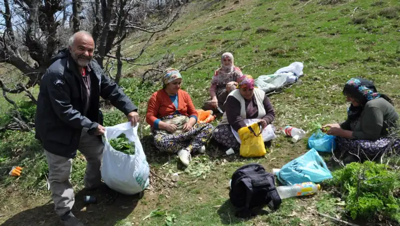 Yüzlerce Ailenin Geçim Kaynağı: 5 Saat Yürüyerek Toplanan Değerli Mantar