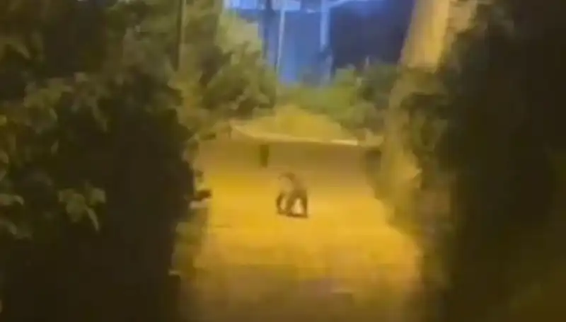 Gümüşhane’de Şehir Merkezine İnen Ayı, Halkta Panic Yaratıyor