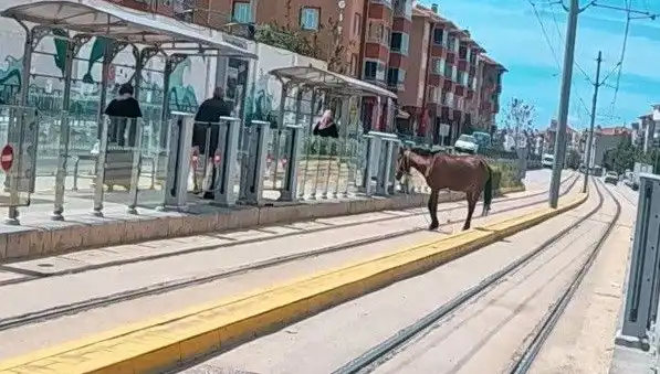 Eskişehir Tramvay Raylarında Başına Buyruk Bir At: Neden Oradaydı?